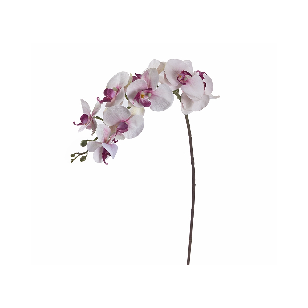 Φαλένοψις λευκή/μωβ, 97cm Zaros AX467