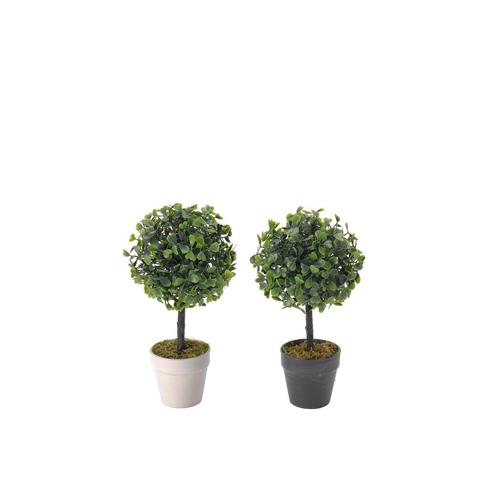 Μπάλλα Buxus σε γλαστρακι 2χρ.,12x24cm Zaros FL175
