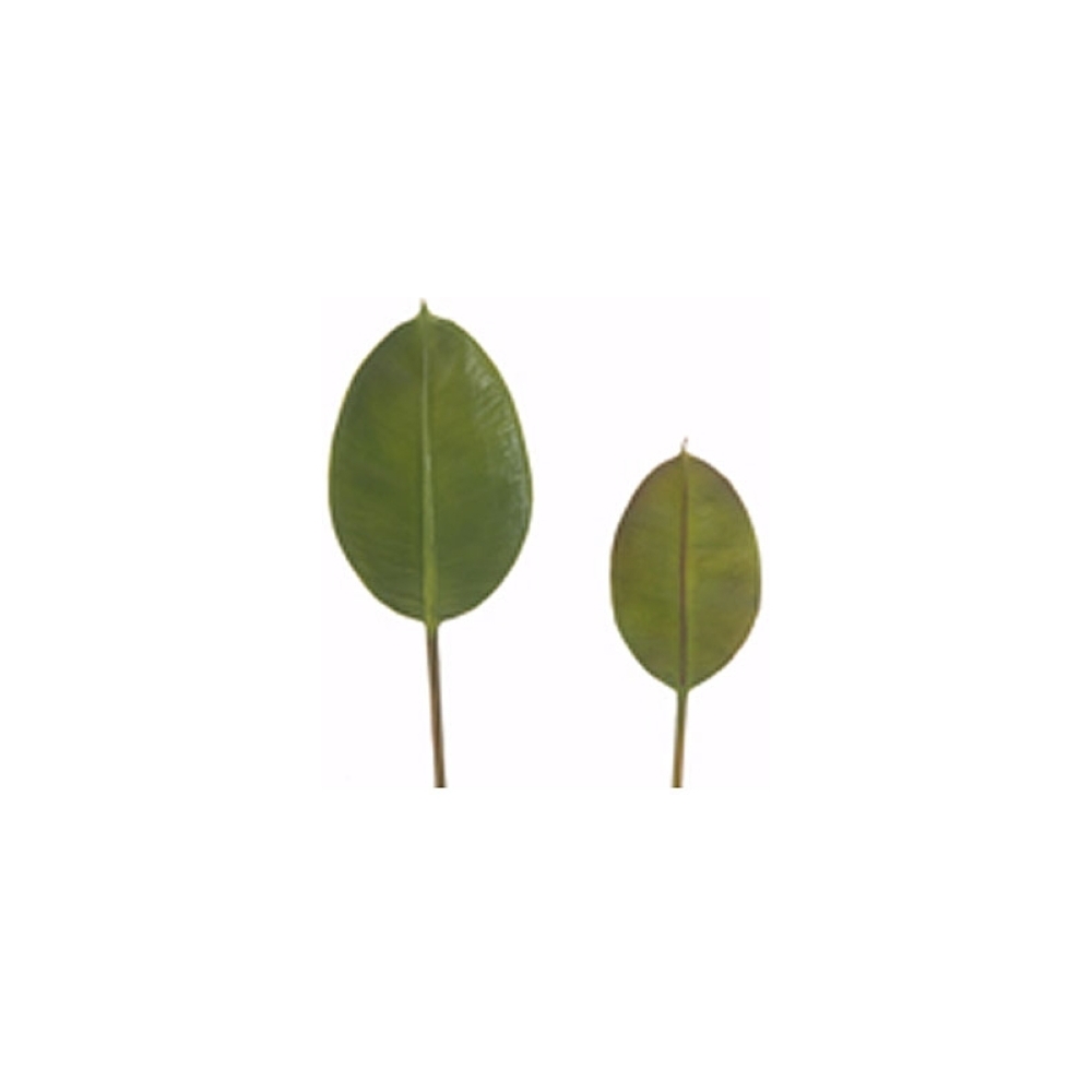 Φύλλο φίκου elastica 43cm Zaros MG513