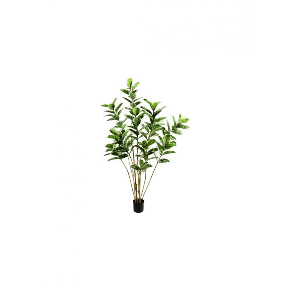 Φίκος elastica σε κασπώ 75x180cm Plastona 013.811301