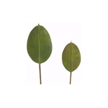 Τροπικό Φύλλο Φίκου (Elastica) 30cm